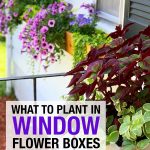 window planters